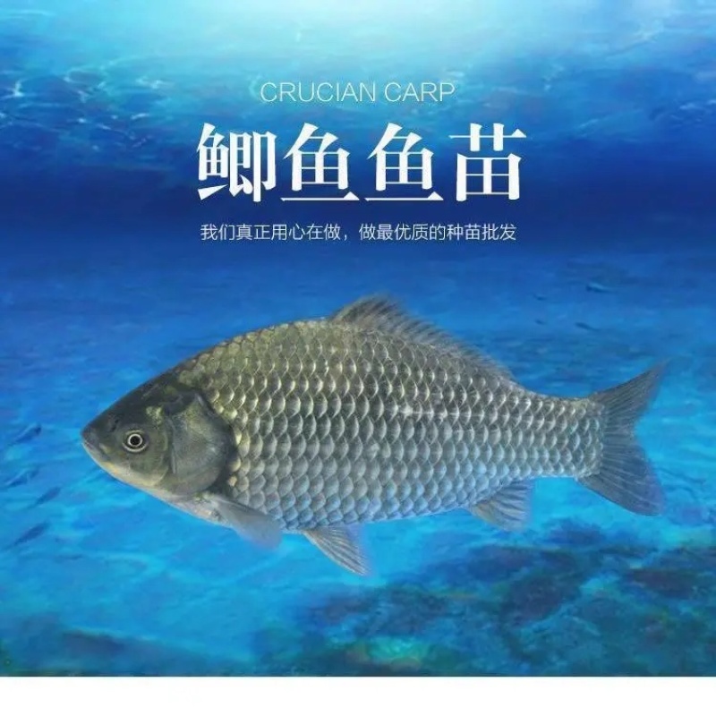鲫鱼苗中科5号鲫鱼苗生长速度快抗病力强肉质鲜美