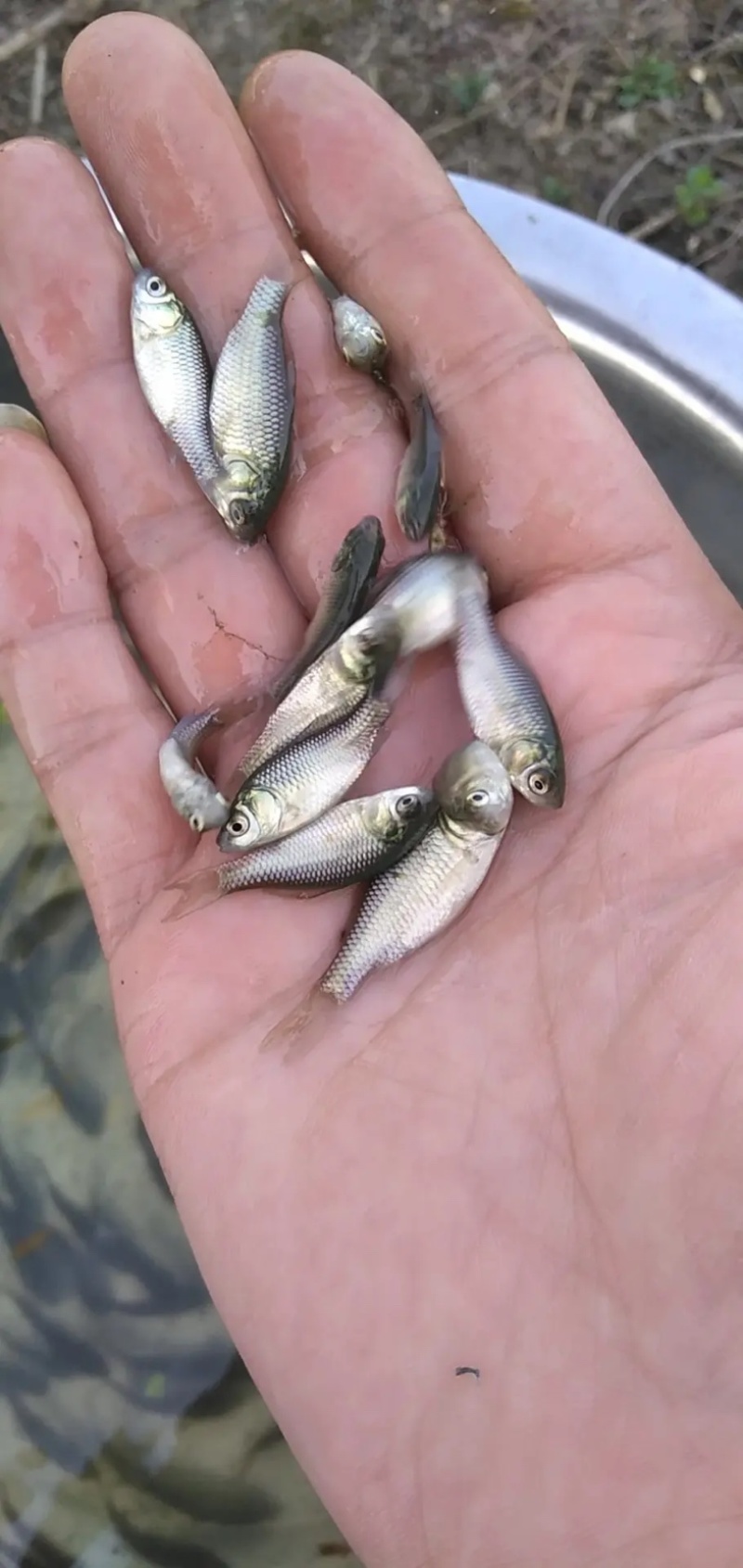 鲫鱼苗中科5号鲫鱼苗生长速度快抗病力强肉质鲜美