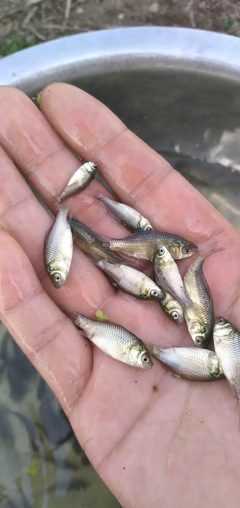 鲫鱼苗中科5号鲫鱼苗生长速度快抗病力强肉质鲜美