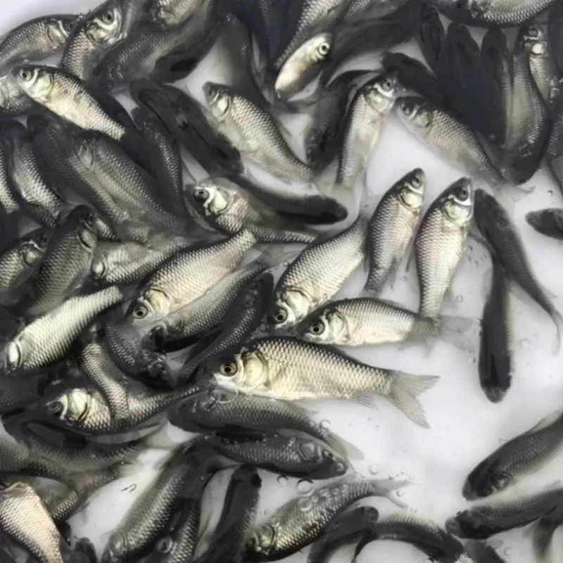 鲫鱼苗中科5号鲫鱼苗生长速度快抗病力强肉质鲜美