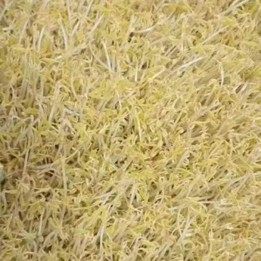 绿豆芽供应市场商超保质保量一手货源量大价优
