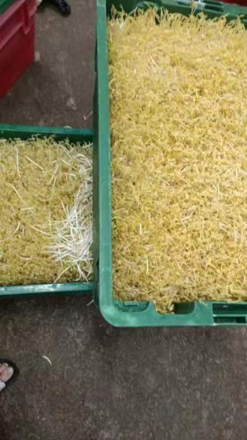 绿豆芽供应市场商超保质保量一手货源量大价优