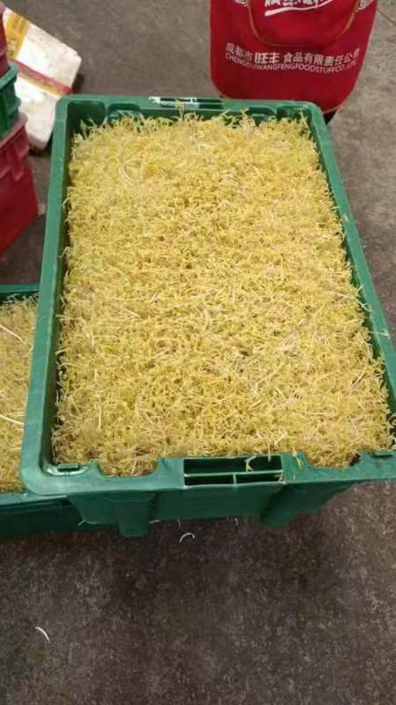 绿豆芽供应市场商超保质保量一手货源量大价优