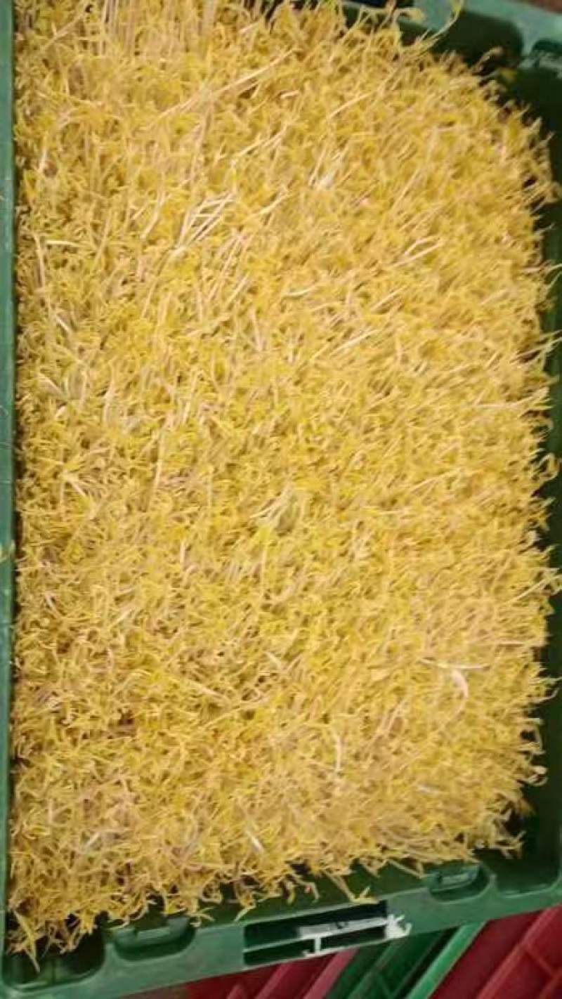 绿豆芽供应市场商超保质保量一手货源量大价优