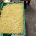 绿豆芽供应市场商超保质保量一手货源量大价优