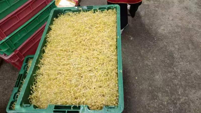 绿豆芽供应市场商超保质保量一手货源量大价优