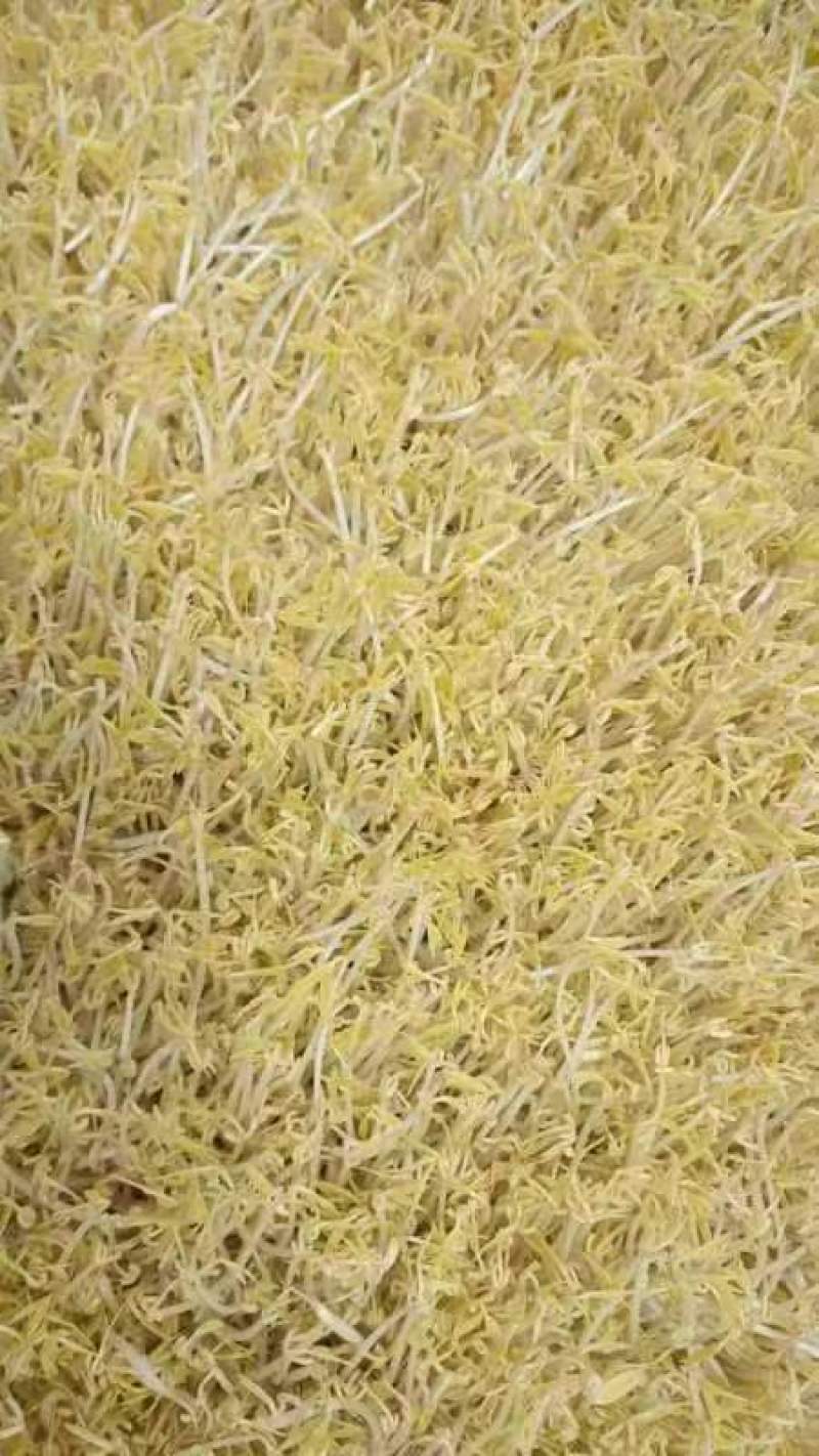 绿豆芽供应市场商超保质保量一手货源量大价优