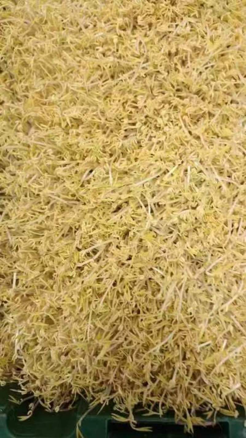 绿豆芽供应市场商超保质保量一手货源量大价优