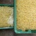 绿豆芽供应市场商超保质保量一手货源量大价优