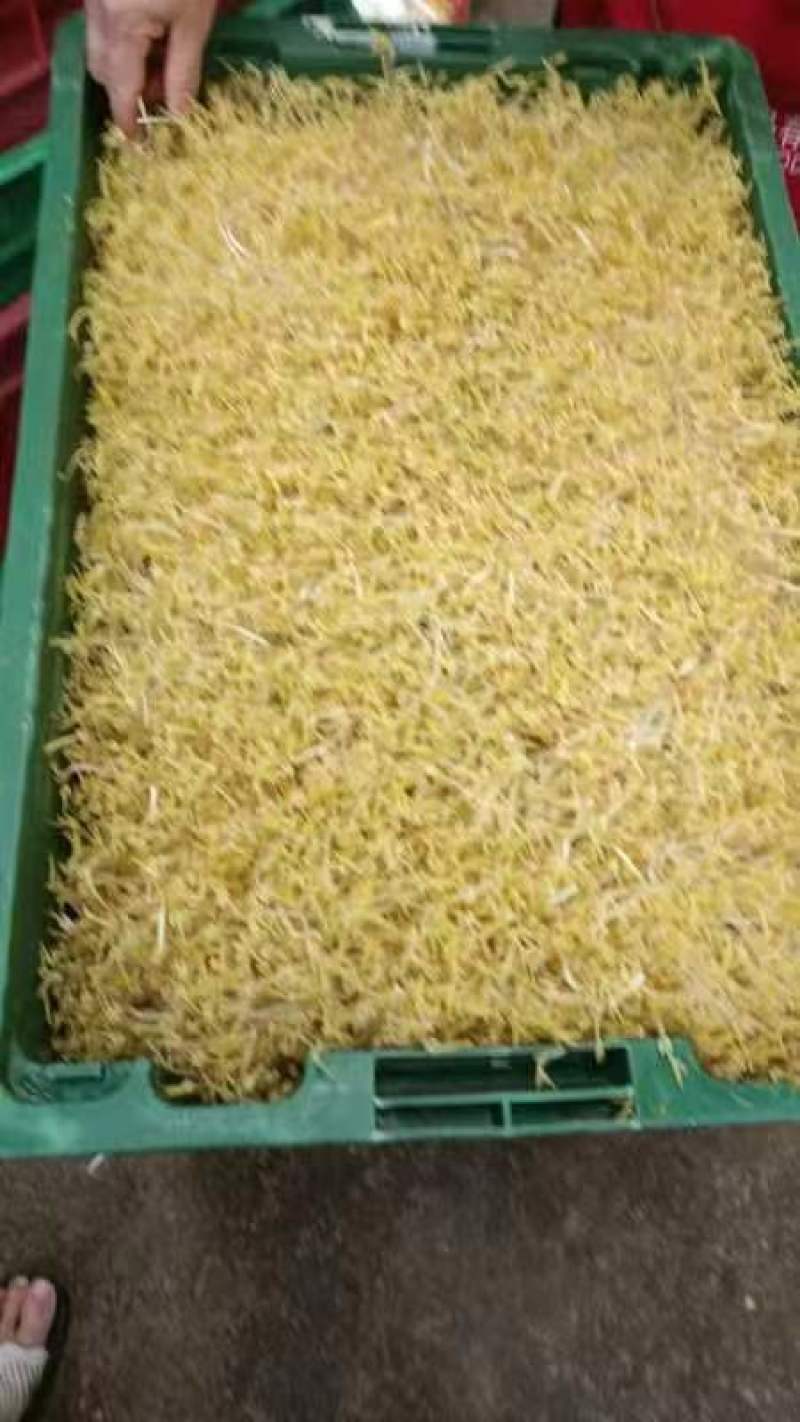 绿豆芽供应市场商超保质保量一手货源量大价优