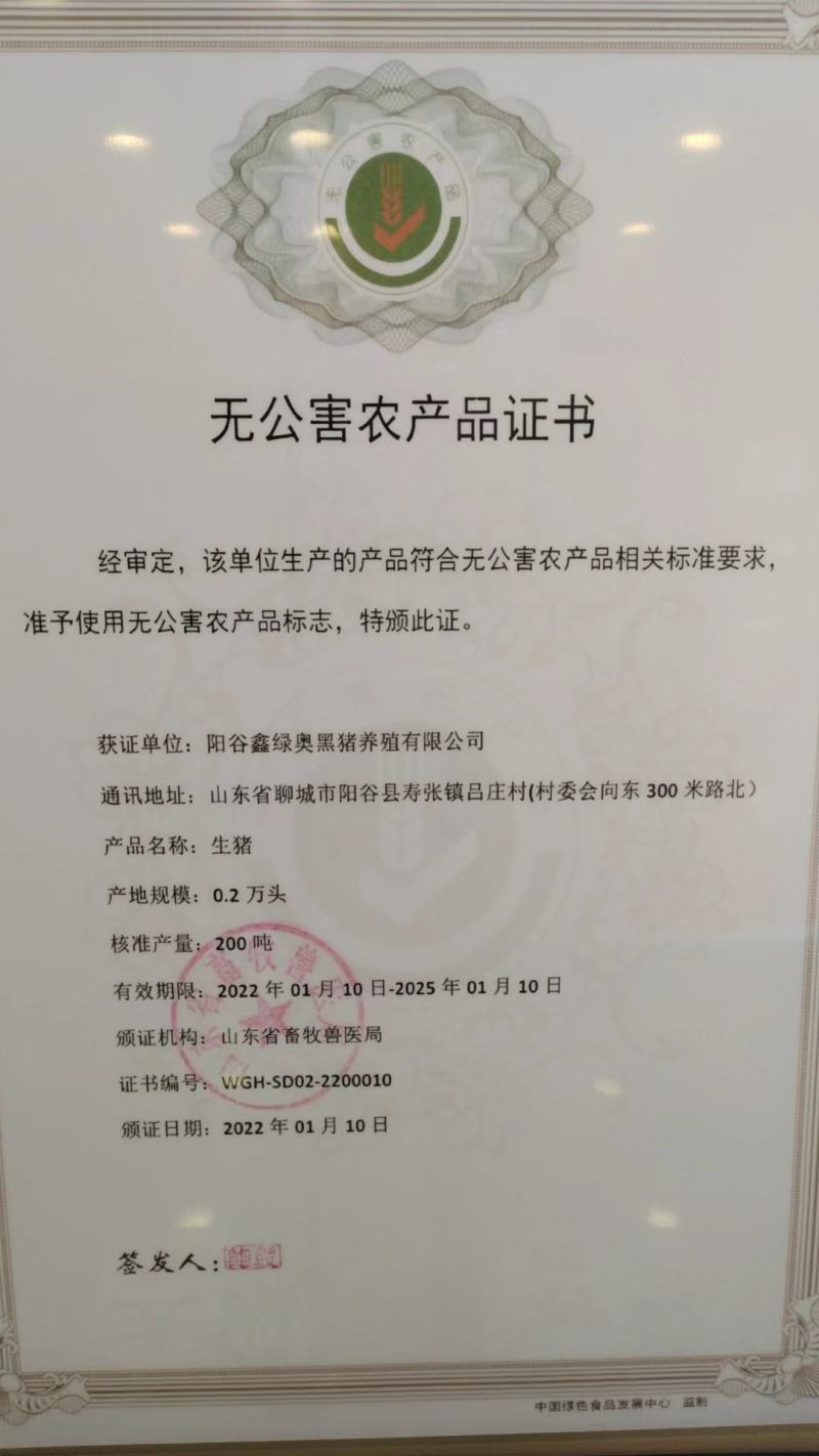 精品黑猪肉山东大量供应，无公害，养殖基地直发，肉质鲜嫩