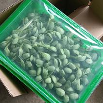 精品盒装豆芽半斤和八两装可定制全国发货量大从优