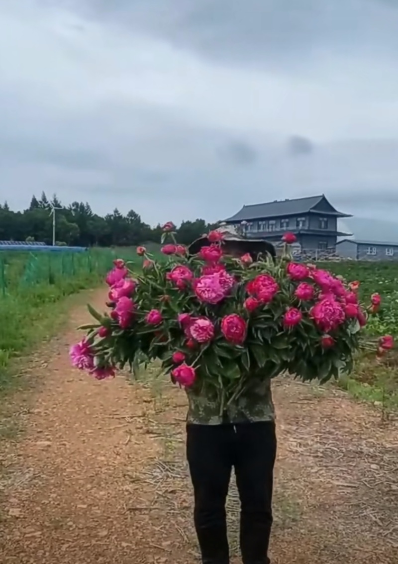 鲜切花