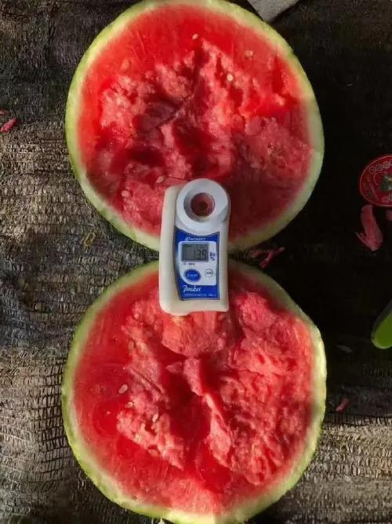 精品美都8424麒麟瓜糖度高头茬好货产地直供质量三包