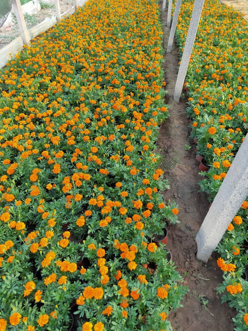 孔雀草基地供应量大质优价格优惠一手货源欢迎电联咨询