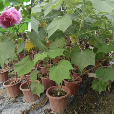 芙蓉花/三醉木芙蓉/图片所拍大小