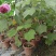 芙蓉花/三醉木芙蓉/图片所拍大小