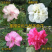 芙蓉花/三醉木芙蓉/图片所拍大小