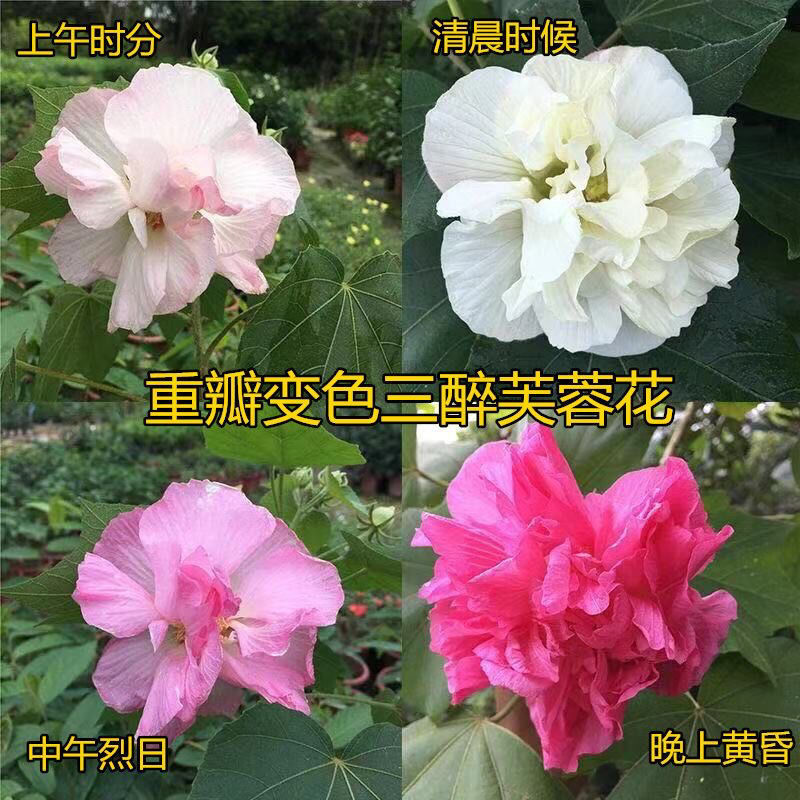 芙蓉花/三醉木芙蓉/图片所拍大小