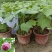 芙蓉花/三醉木芙蓉/图片所拍大小