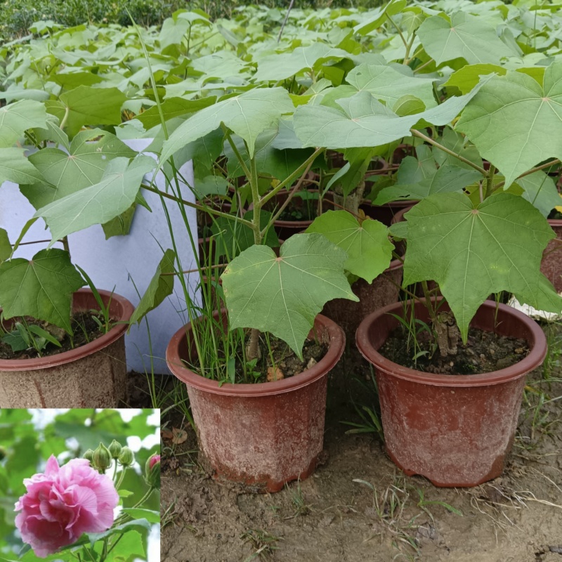 芙蓉花/三醉木芙蓉/图片所拍大小