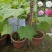 芙蓉花/三醉木芙蓉/图片所拍大小