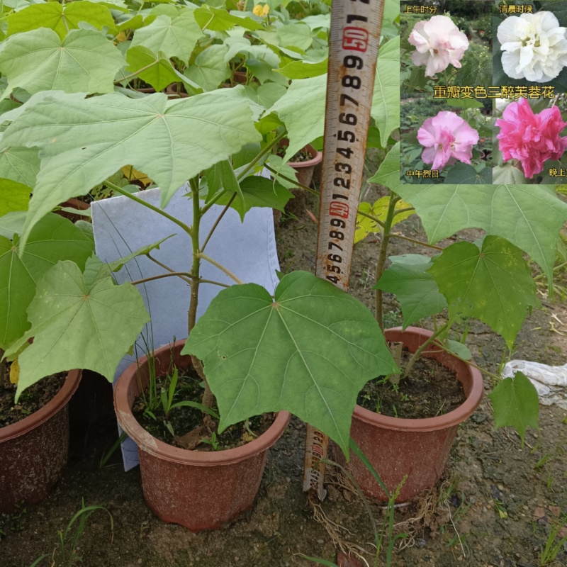 芙蓉花/三醉木芙蓉/图片所拍大小