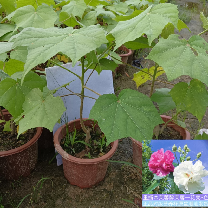 芙蓉花/三醉木芙蓉/图片所拍大小