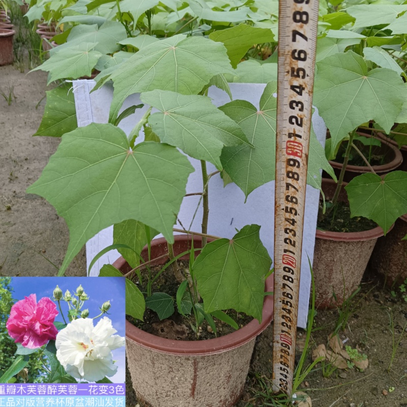 芙蓉花/三醉木芙蓉/图片所拍大小