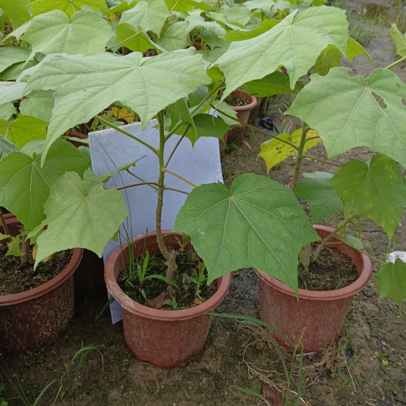 芙蓉花/三醉木芙蓉/图片所拍大小