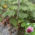 芙蓉花/三醉木芙蓉/图片所拍大小