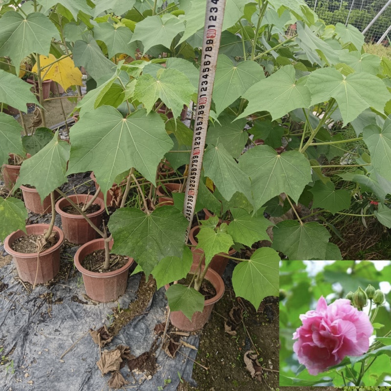 芙蓉花/三醉木芙蓉/图片所拍大小