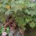 芙蓉花/三醉木芙蓉/图片所拍大小