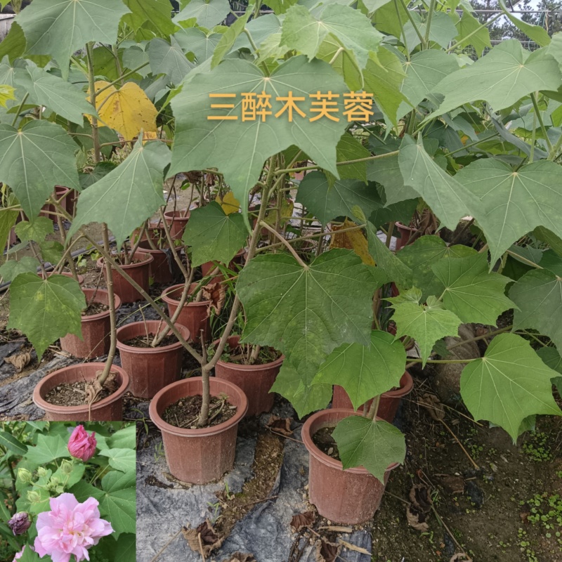 芙蓉花/三醉木芙蓉/图片所拍大小