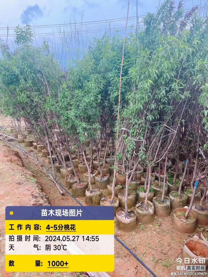 桃花，头径2公分-5公分，大量出售，欢迎来电咨询！