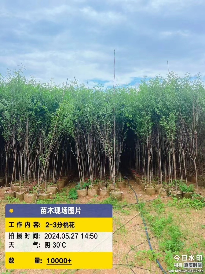 桃花，头径2公分-5公分，大量出售，欢迎来电咨询！