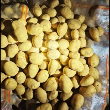 大量收购次品土豆有现货联系我