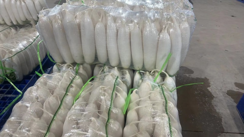 陕西定边白萝卜市场商超工厂规格多支持视频看货