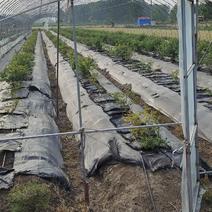 蓝莓，M7和莱克西，自家一百多亩园子，支持批发和电商，