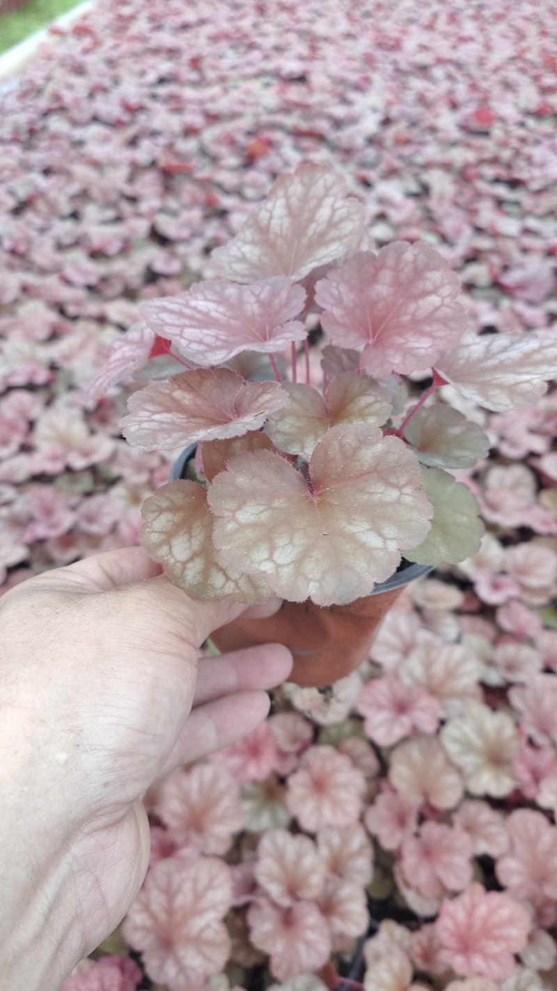 矾根自家货源