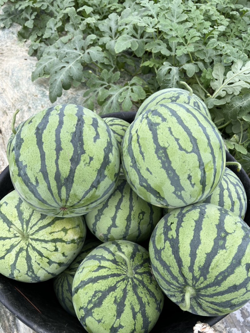 洞口大棚麒麟瓜糖度13果型好卖的快精品保质量