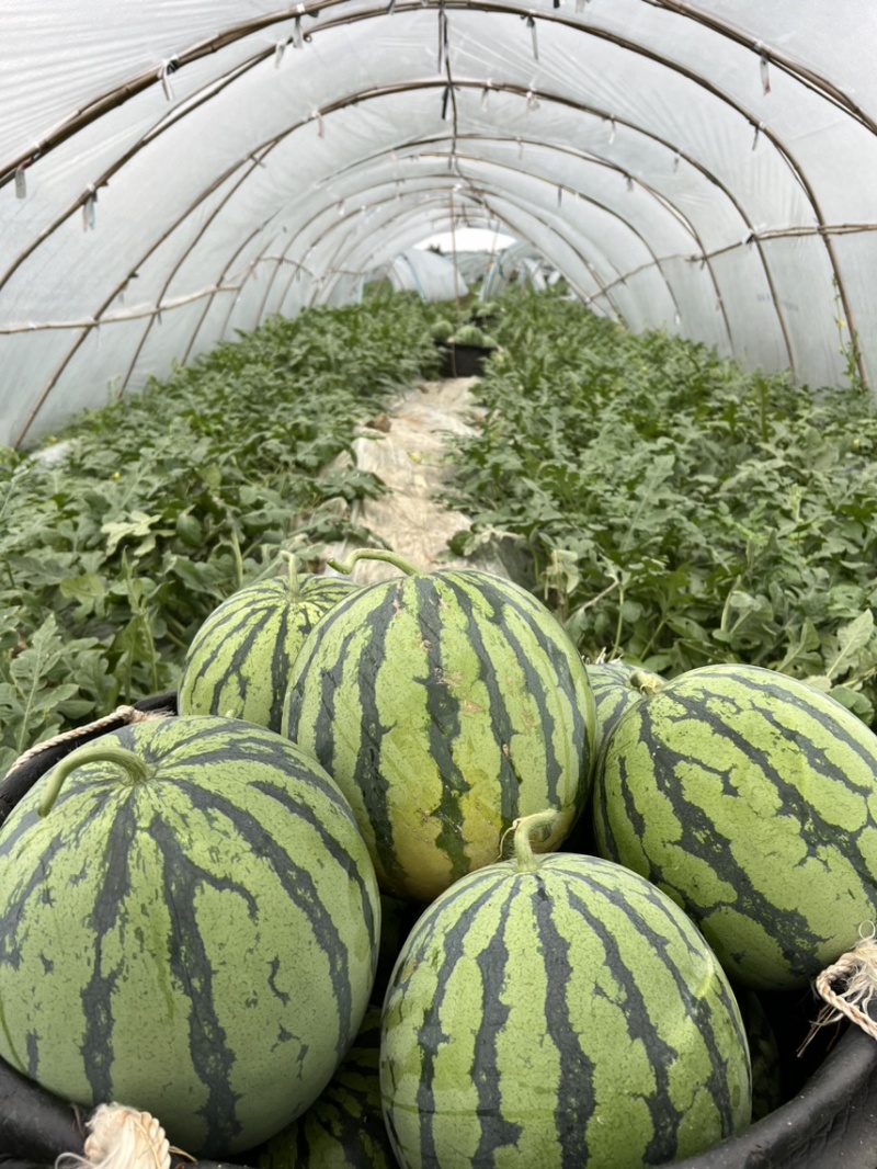 洞口大棚麒麟瓜糖度13果型好卖的快精品保质量