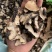 【顺欣药材】猪苓猪苓片干净无杂质地道药材