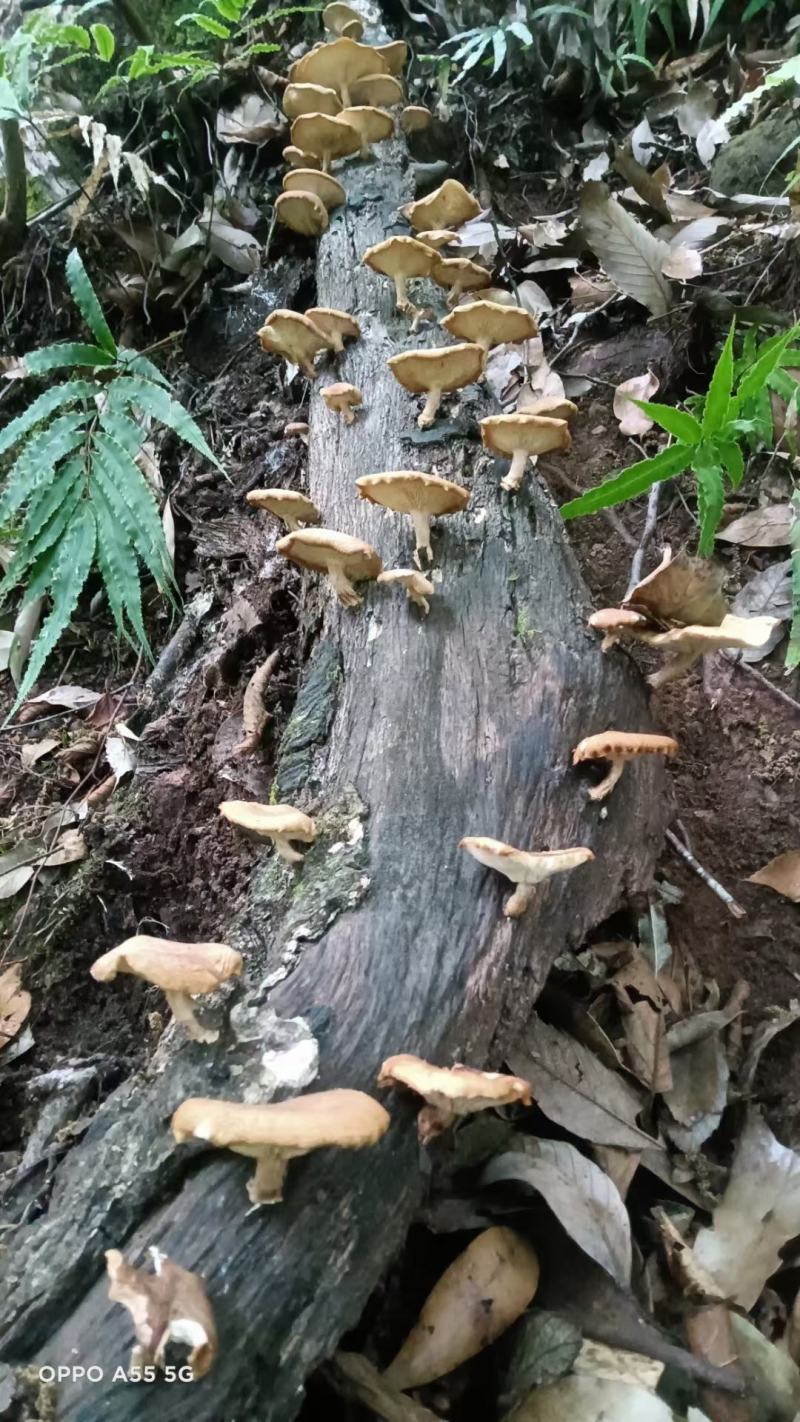 云南丽江野生食用香菌，香菇，零售，批发，产地直发！