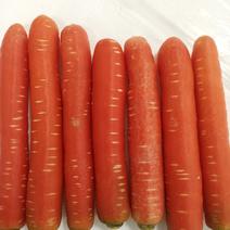 水果红萝卜胡萝卜渭南原产地全年供应各类批发市场直发全国