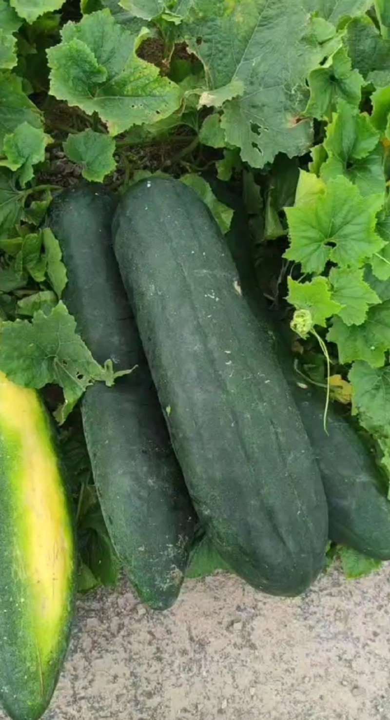 黑皮冬瓜地冬瓜糖厂加工厂冬瓜食堂冬瓜吊冬瓜