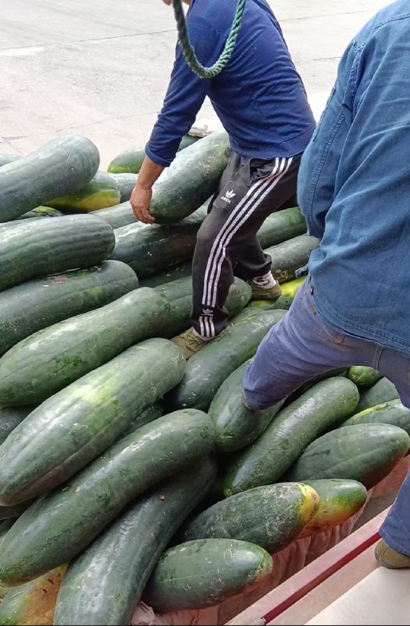 黑皮冬瓜地冬瓜糖厂加工厂冬瓜食堂冬瓜吊冬瓜