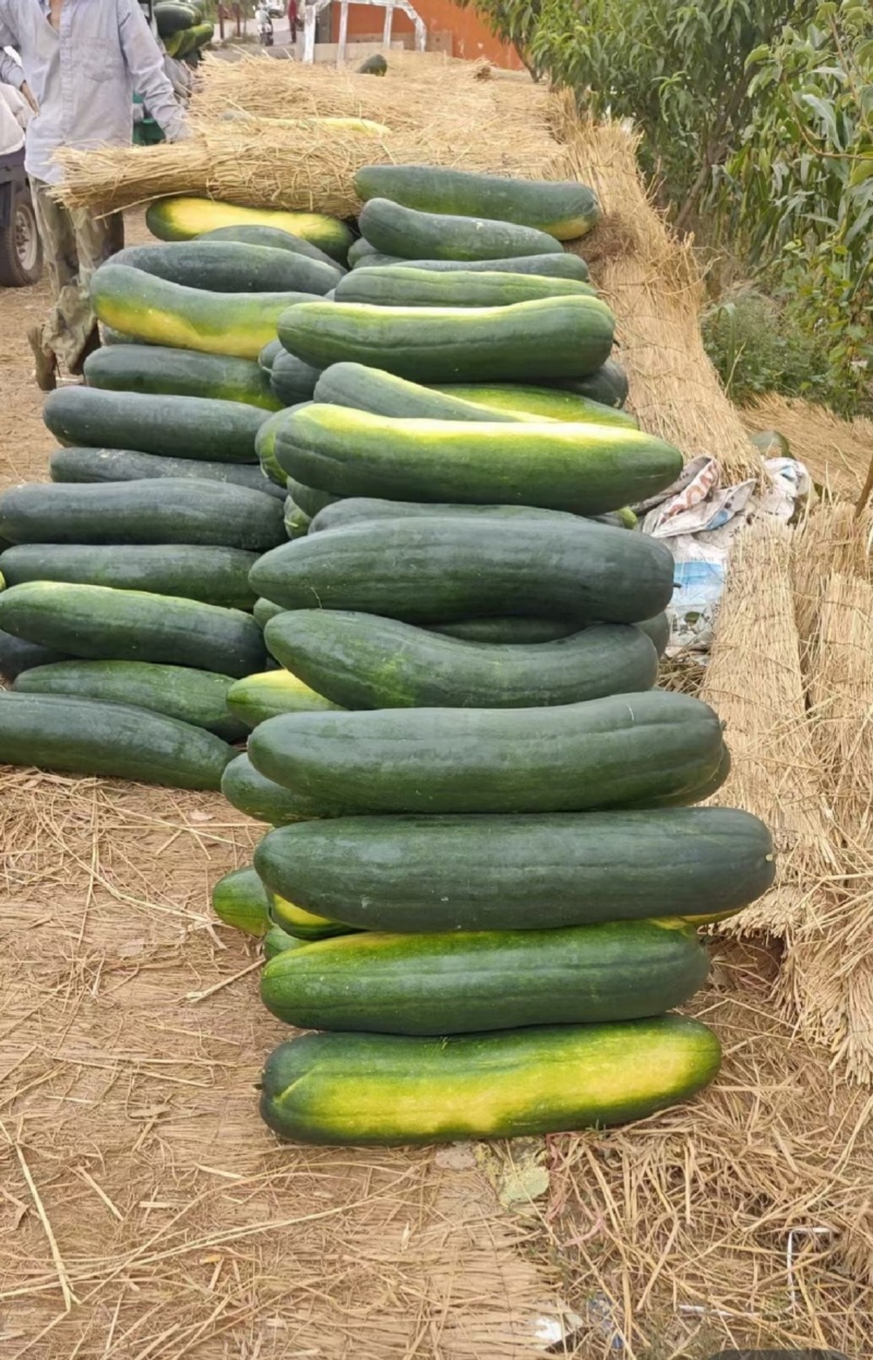 黑皮冬瓜地冬瓜糖厂加工厂冬瓜食堂冬瓜吊冬瓜