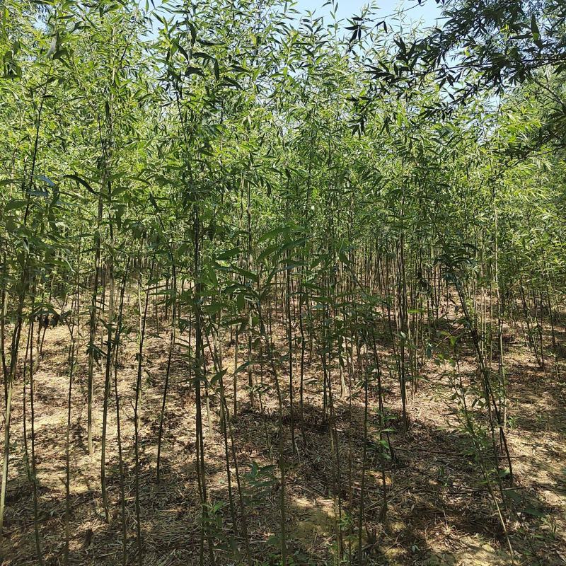 精品柳树规格齐全量大从优质量保证欢迎咨询