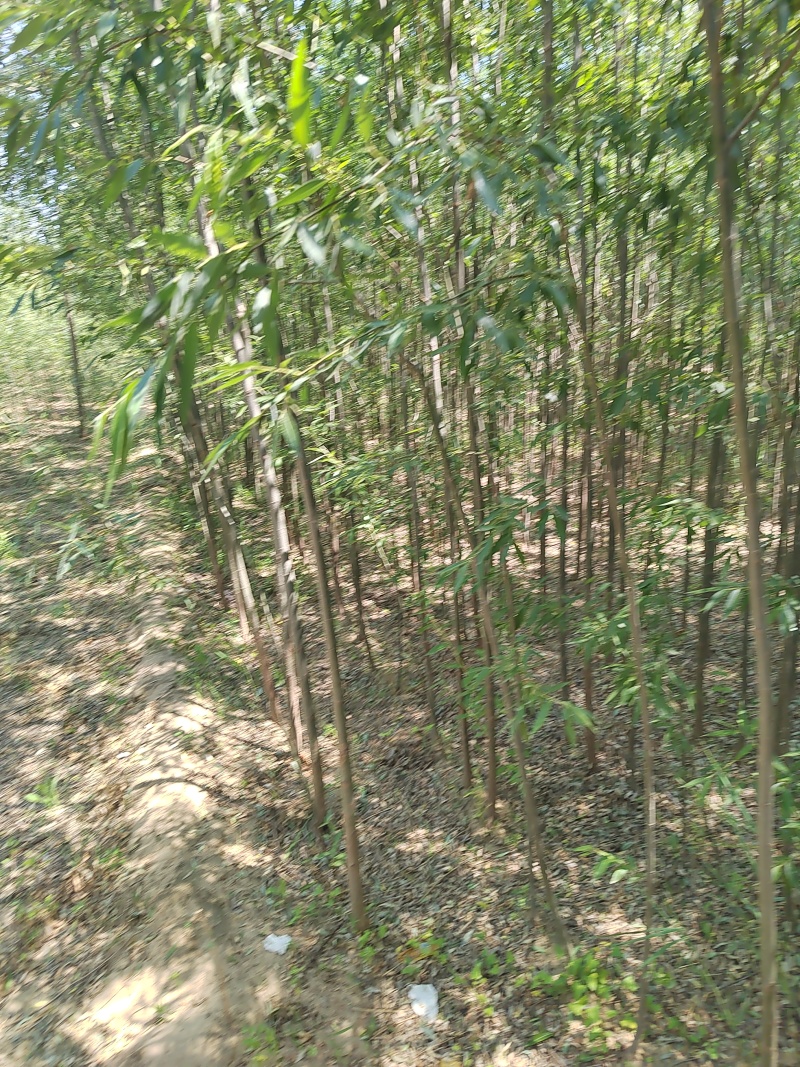 精品柳树规格齐全量大从优质量保证欢迎咨询